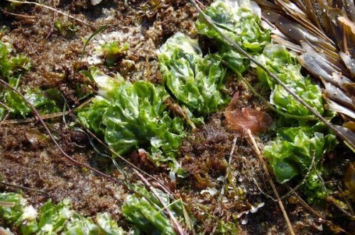 Naturdünger aus Algen