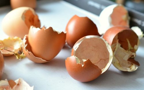 Naturdünger aus Eierschalen