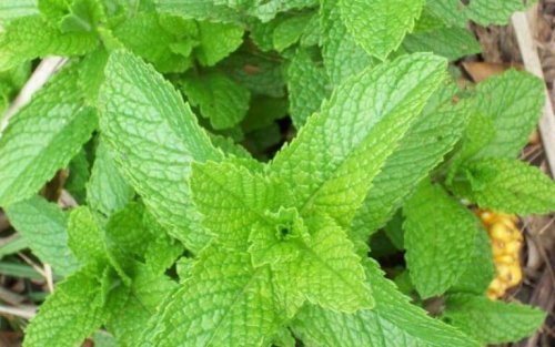 Minze hilft gegen Gerstenkorn am Auge