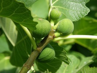Feigenmilch zur Warzenentfernung