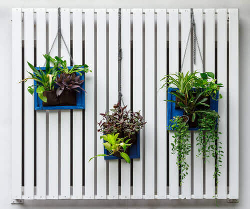 Eine gewöhnliche Wand in einen vertikalen Garten verwandeln