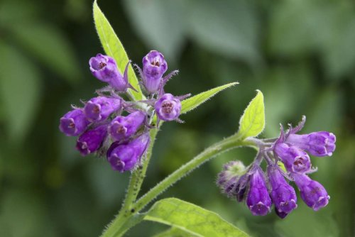 Blüte des Beinwell