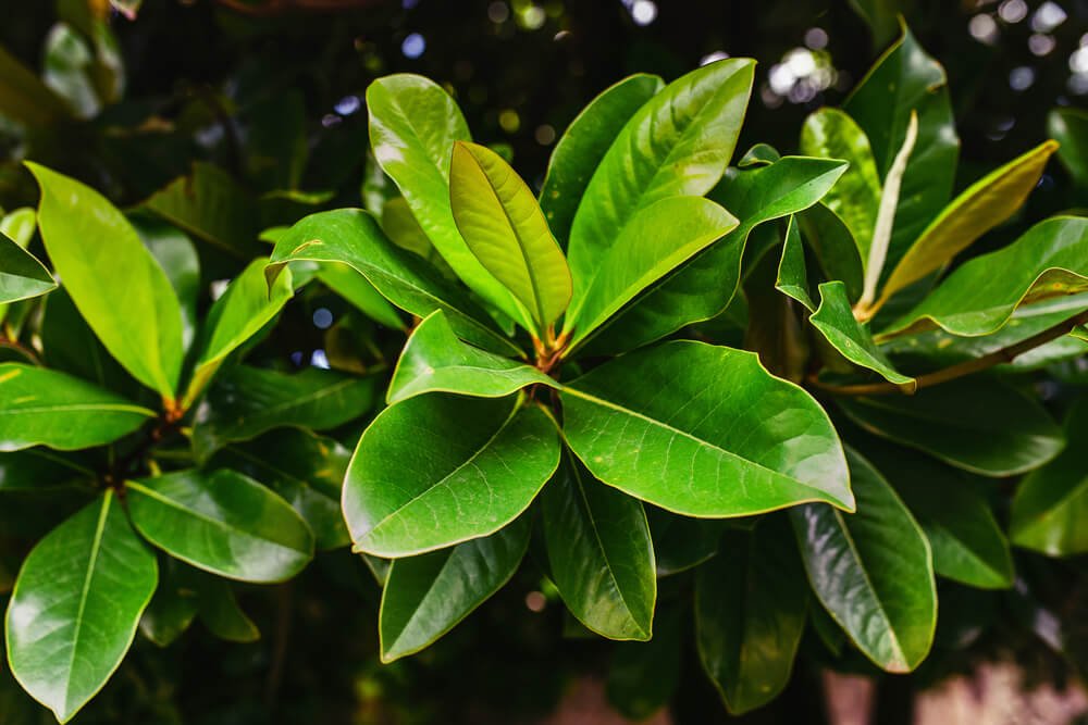 Naturheilkunde mit Lorbeer und Lorbeeröl