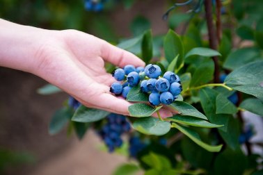 Heidelbeeren zu Hause anbauen - so einfach geht es