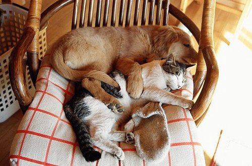 Kreative Schlafplätze für dein Haustier