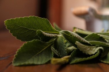 Boldo für die Lebergesundheit