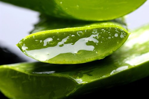 Gesundheitsnutzen von Aloe vera