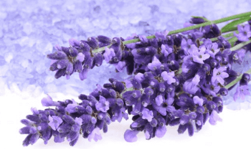 Eine Handvoll Lavendel.