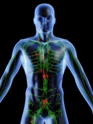5 pflanzliche Lösungen zur Reinigung des Lymphsystems