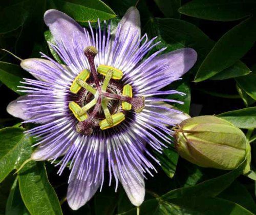 Nahaufnahme einer Passionsblume.