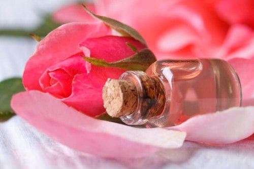 Rosenblüten für selbstgemachtes Gesichtswasser