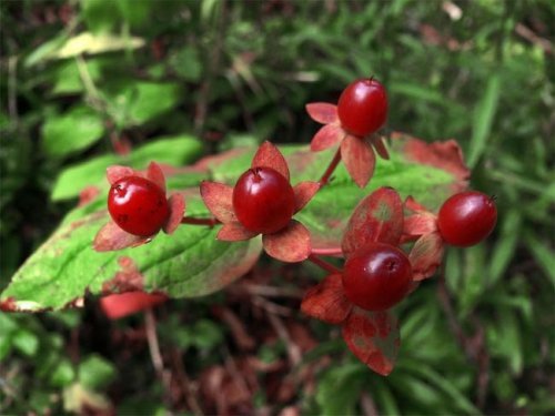 rote Preiselbeere ist verwandt mit der Heidelbeere