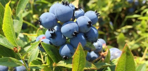 Beeren eines wilden Heidelbeerstrauchs