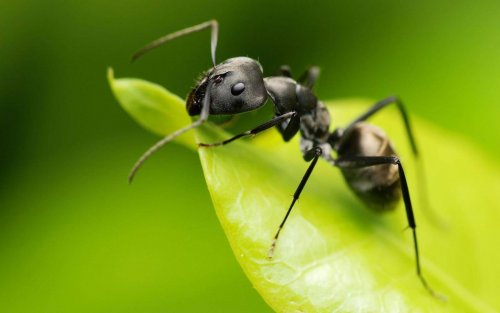 Insektenstiche durch Ameisen hinterlassen nur eine Schwellung