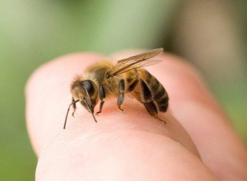 Zu den häufigsten Insektenstichen gehören Bienenstiche