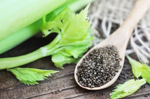 Was macht man mit Selleriesamen? - Besser Gesund Leben