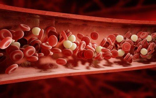 Illustration von Blutkörperchen in den Gefäßen.