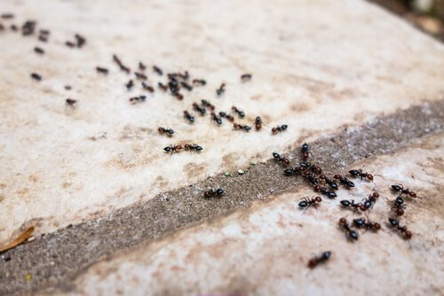 Babypuder im Haushalt gegen Ameisen