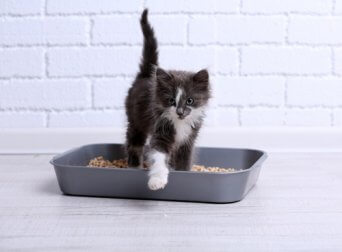 Katze im Katzenklo