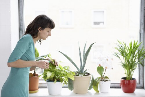 Frau bekämpft Schädlinge an Zimmerpflanzen