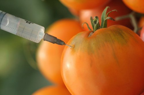 Transgene Lebensmittel
