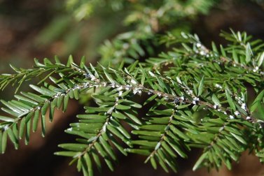Wie man weiße Fliegen an Zimmerpflanzen mit Essig vertreibt