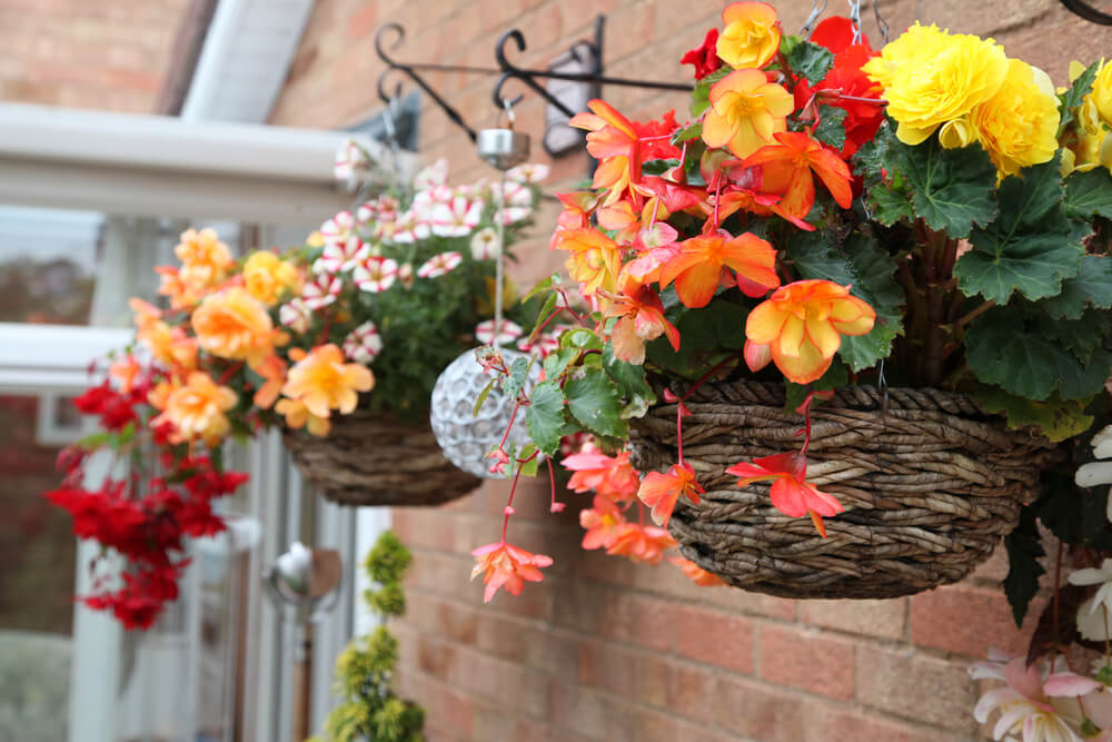 5 Blumenarten zum Verschönern deines Balkons Besser