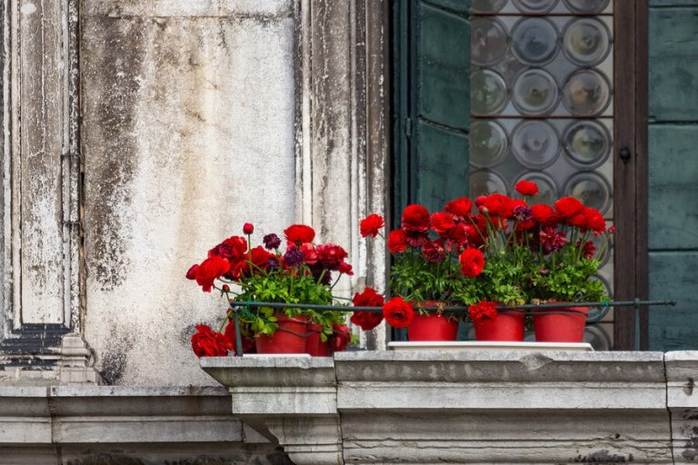 5 Blumenarten zum Verschönern deines Balkons