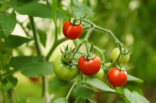 Tomatenzucht aus nur 4 Scheiben leicht gemacht