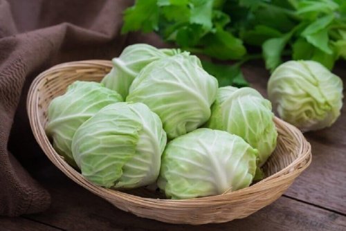 Kreuzblütler-Gemüse - Kohl