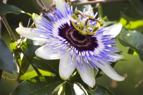 Passionsblume