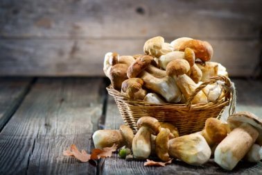 Pilze mit traditioneller Heilwirkung
