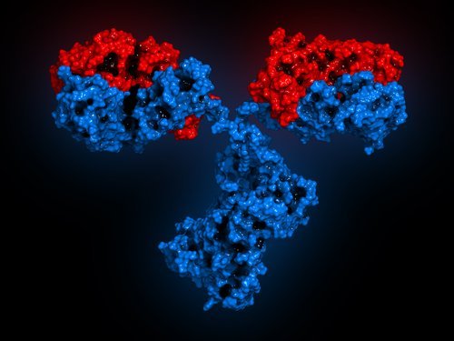 Abbildung von Antikörpern
