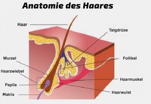 Anatomie des Haares