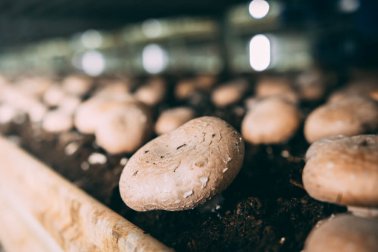 Lerne den Anbau von Champignons zu Hause