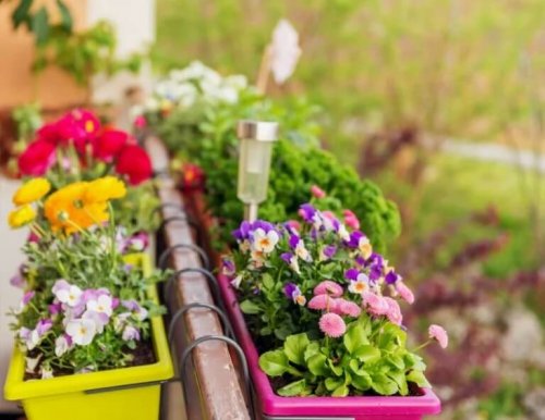 Blumen auf dem Balkan.