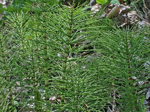 Detox-Tees mit Schachtelhalm