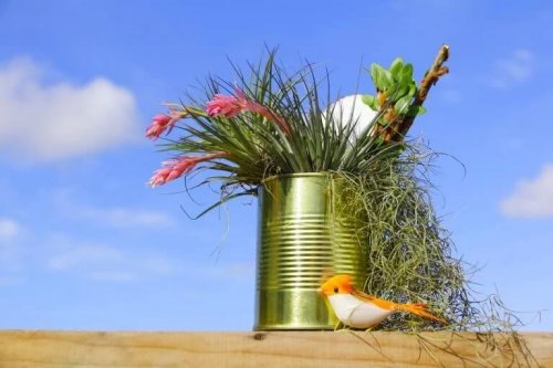 Miniatur-Garten in einer Blechdose.