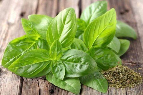 Heilpflanze Basilikum - Blätter