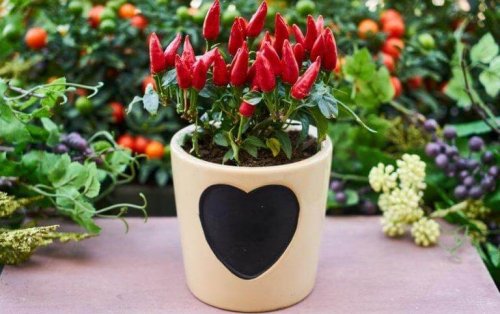 Blumentöpfe dekorieren mit Texturen