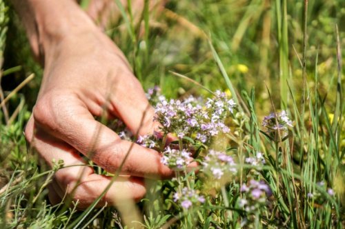 Heilpflanze Thymian als Naturheilmittel