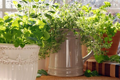 Thymian wirkt pilzhemmend und kann deshalb auch im Garten sehr hilfreich sein!