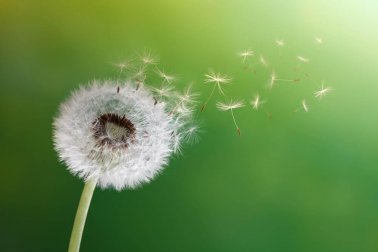 Gesundheitliche Vorzüge von Löwenzahn