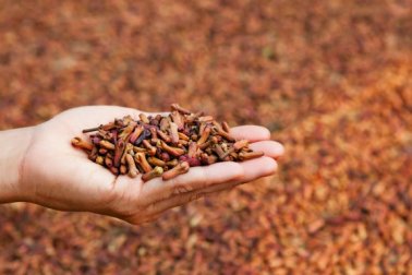 Gesundheitsnutzen der Gewürznelke: 5 Anwendungsbereiche