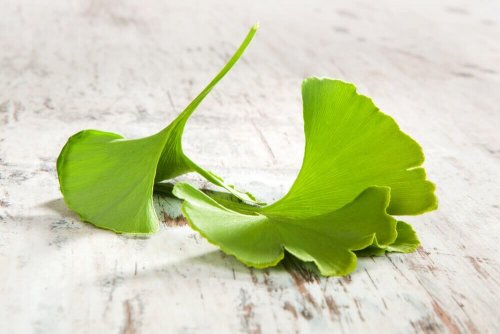 4 Heilmittel mit Ginkgo biloba