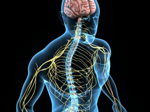 Abbildung des menschlichen Nervensystems
