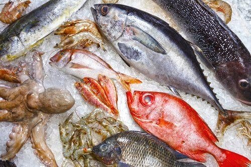Fisch - Arten
