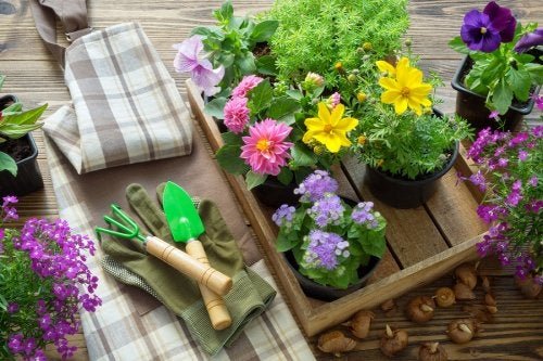 Gartenwerkzeuge und Pflanzen