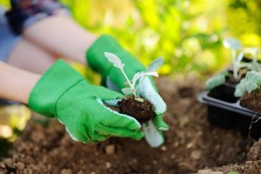 Pflanzen umtopfen: So machst du es richtig