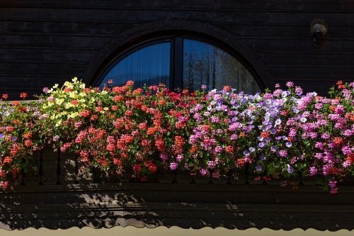 5 Duftpflanzen für einen aromatischen Garten